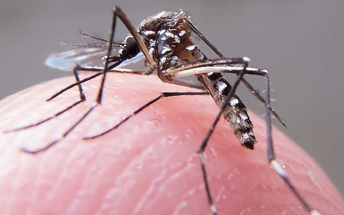Ribeirão Preto registra 46 casos de dengue em maio