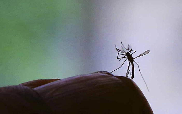 Notificação de casos de Zika passa a ser obrigatória no Brasil