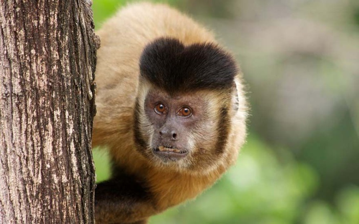 Confirmadas as mortes de dois macacos bugios por febre amarela