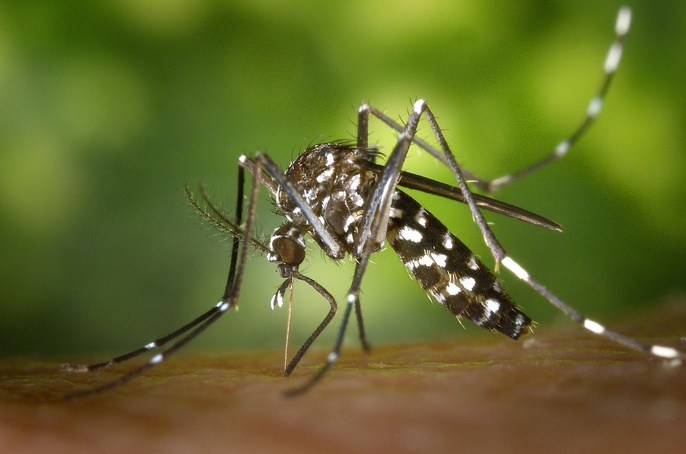 Na primeira quinzena de abril, Ribeirão Preto registrou 78 casos de dengue