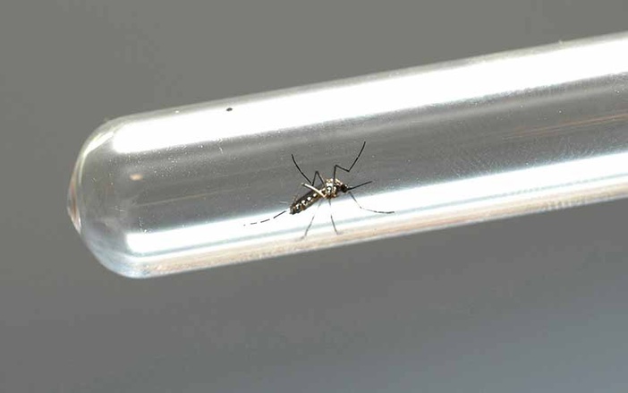 Prefeitura confirma 1.557 casos de dengue em Ribeirão Preto