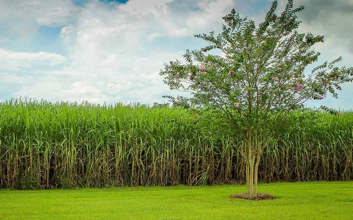 3° AgroEncontro tem foco em produtores canavieiros