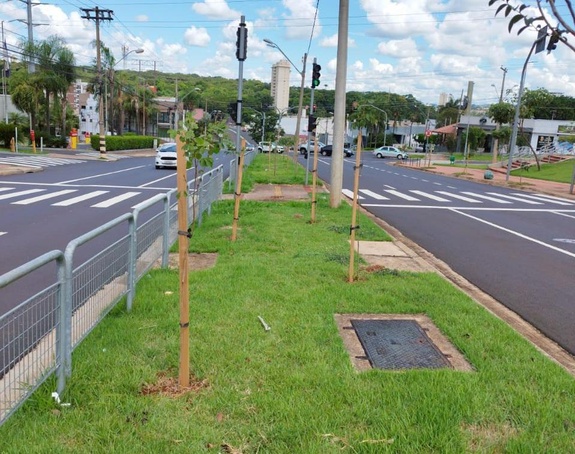 Ribeirão Preto realiza o plantio de 84 mudas de árvores
