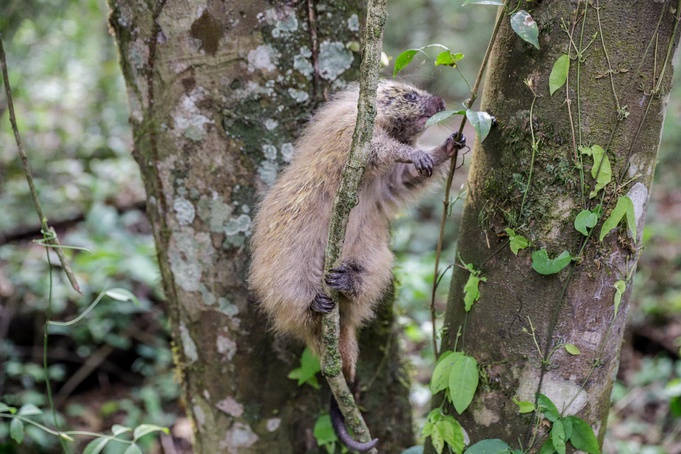 Bosque Zoológico Fábio Barreto realiza reabilitação e soltura de ouriço-cacheiro