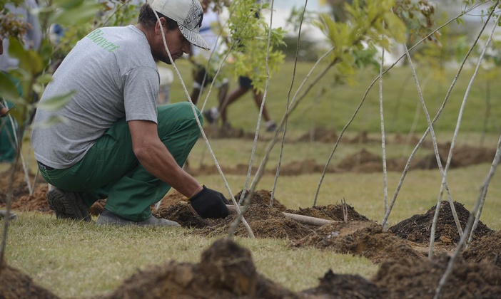 Semana da Árvore é celebrada com atividades para conscientização e preservação ambiental