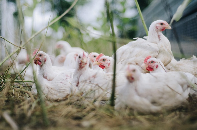 Gripe aviária leva Brasil a decretar emergência zoossanitária